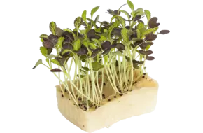 Bicolor mustard cress single kist 18 stuks